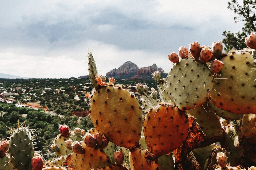 a cactus with a mountain in the background in Sedona