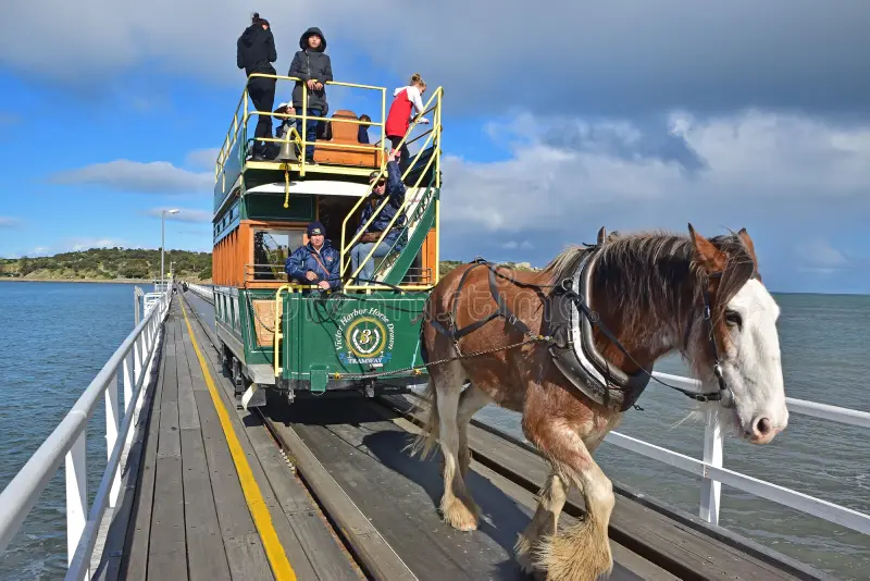 horse drawn tram driver controlling clydesdale horse along causeway seaside granite island to victor harbor 98216032