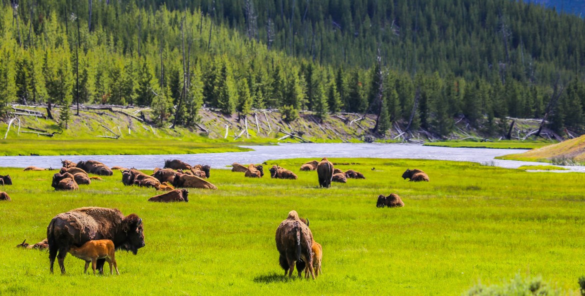 Yellowstone National Park Since 1872 Best Nature’s Untamed 