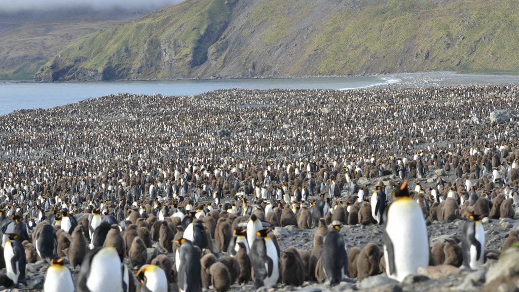 South Georgia Island: Home to Wildlife in Antarctica