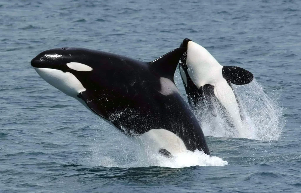 Whales in Antarctica