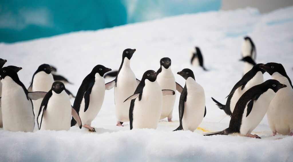 adelie penguin colony