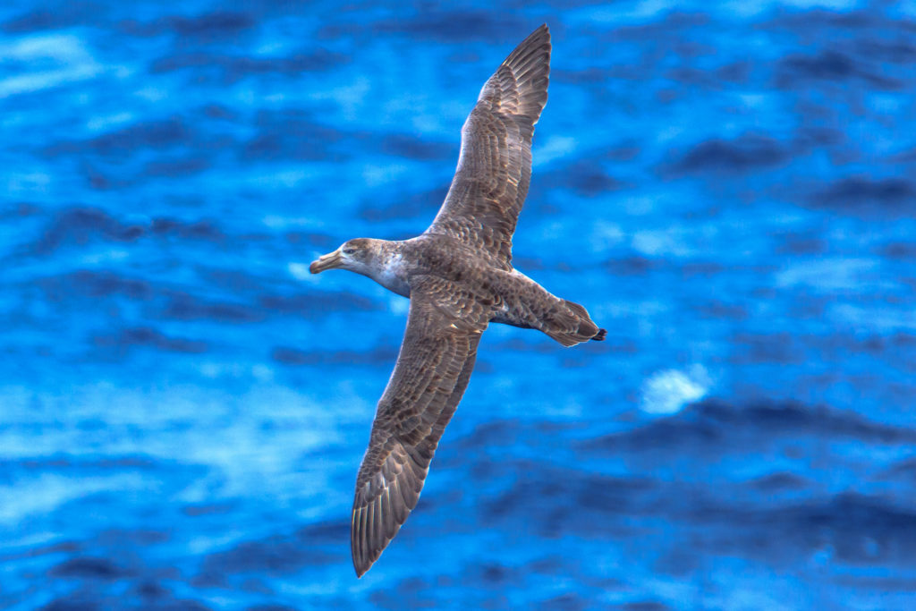 Seabirds in Antarctica
