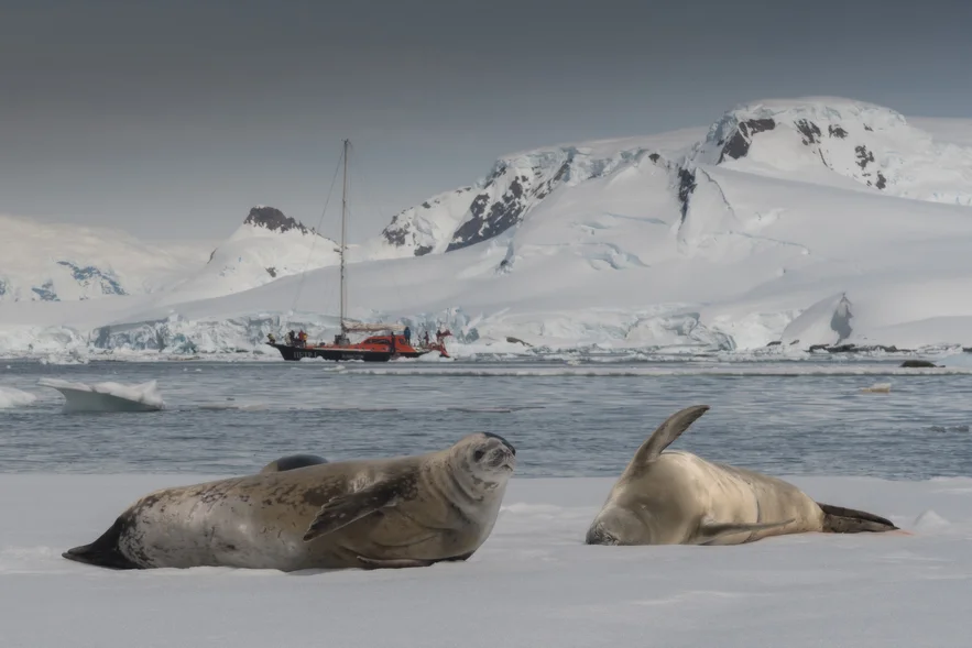 Seals in Antarctica